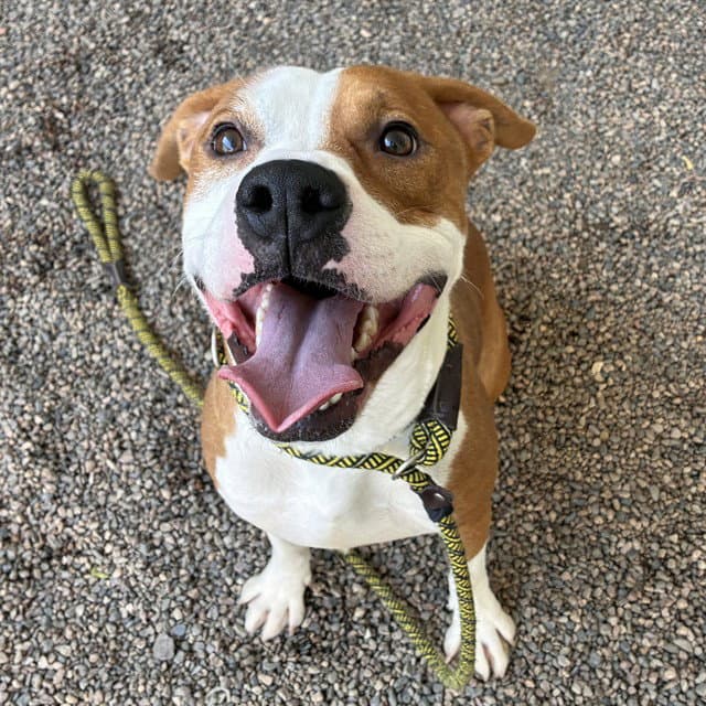 Milo - American Pit Bull Terrier
