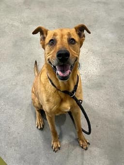 Murphy image 1