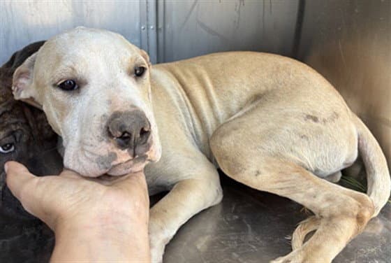 Dough - American Pit Bull Terrier
