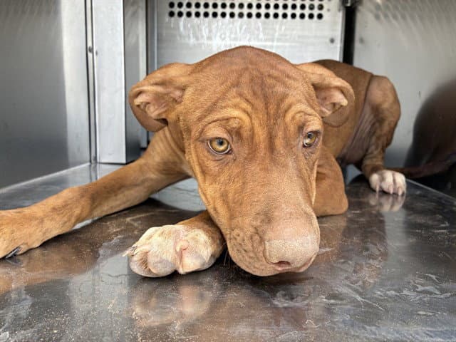 Tender - American Pit Bull Terrier