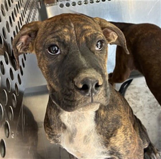 Coin - American Pit Bull Terrier