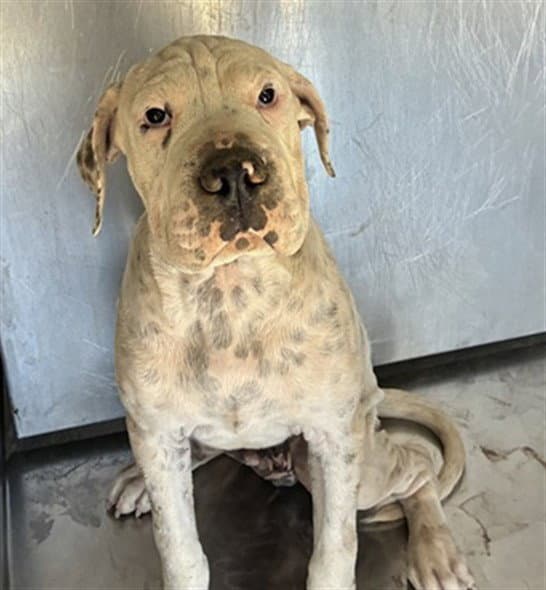 Yogi - American Pit Bull Terrier