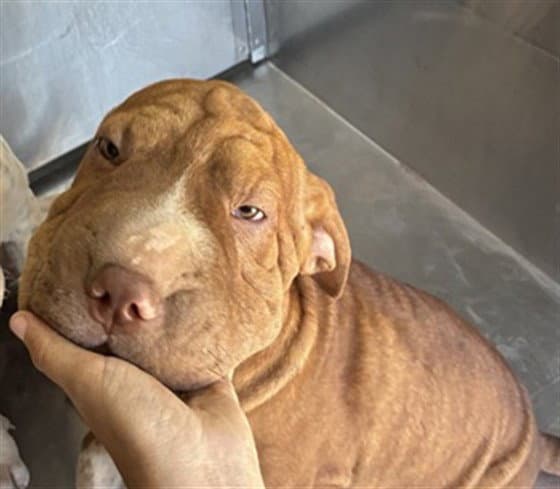Boo Boo - American Pit Bull Terrier