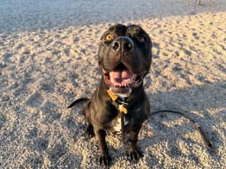 Dozer image 1