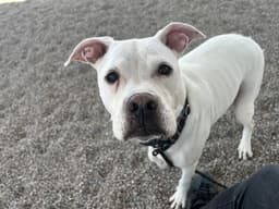 Casper image 1