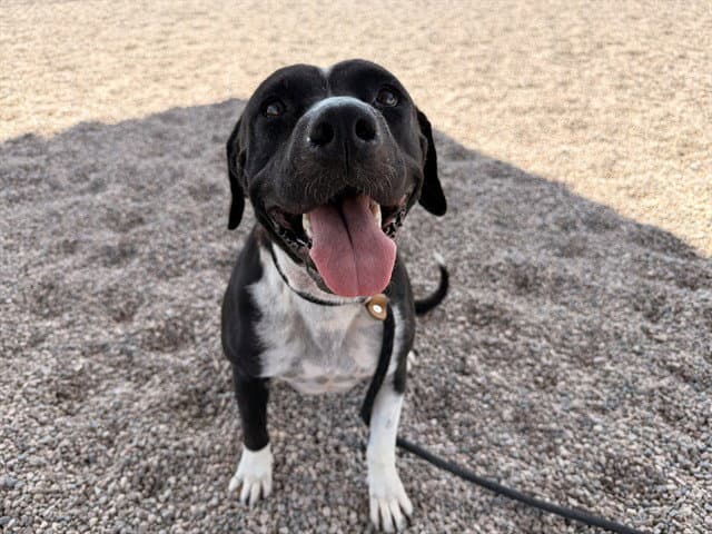 Sunny - American Pit Bull Terrier