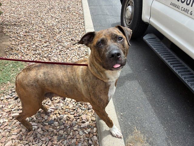 Briley - American Pit Bull Terrier