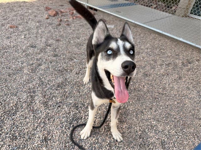 Atlas - Siberian Husky