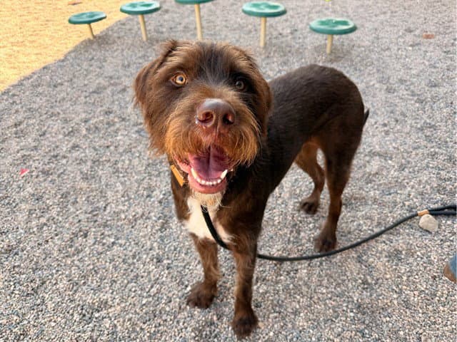 Dunkin - Wire-haired Pointing Griffon