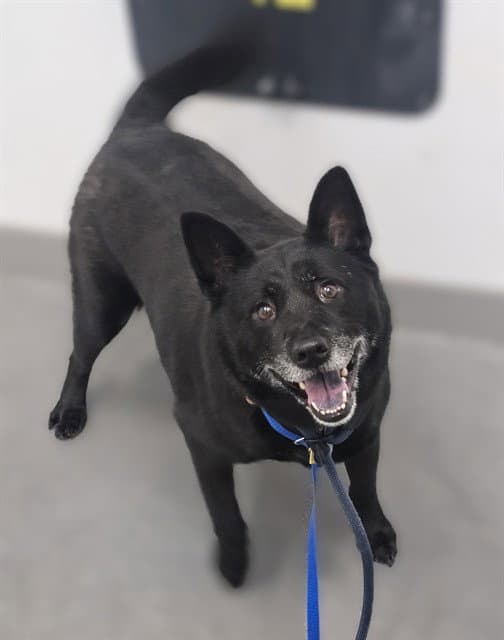 Morris - Australian Cattle Dog/Blue Heeler