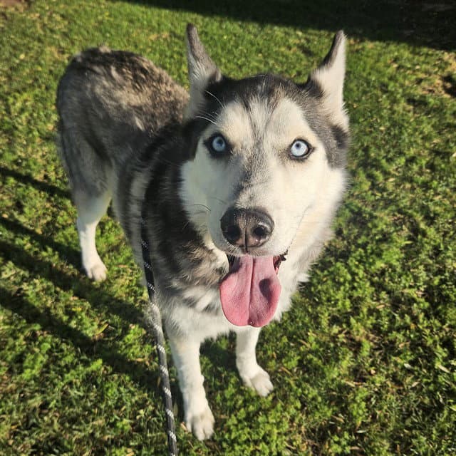 Jimmy - Siberian Husky