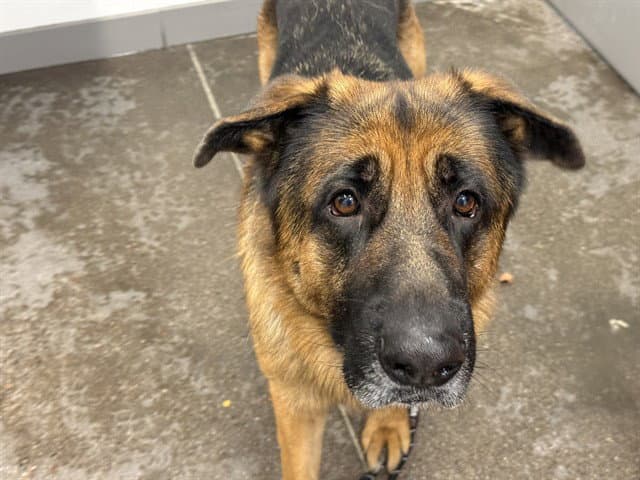 Tobias - German Shepherd Dog
