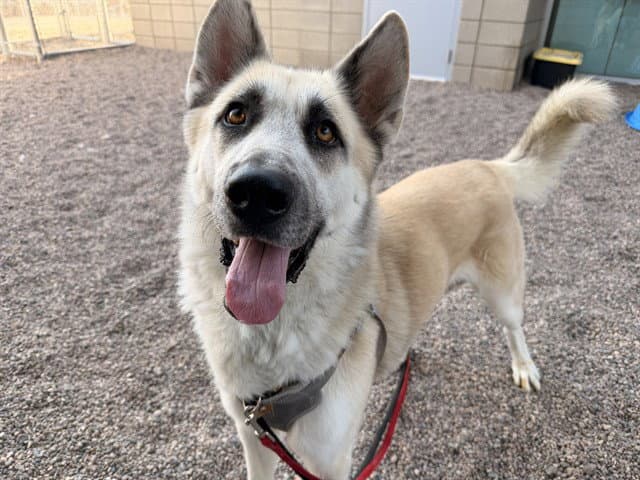 Wally - Akita