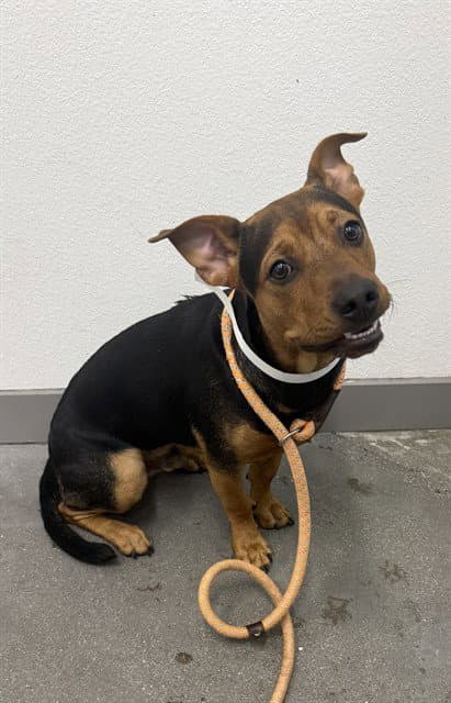 Roku - Miniature Pinscher