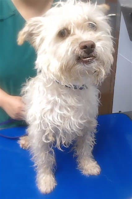 Neil - West Highland White Terrier Westie