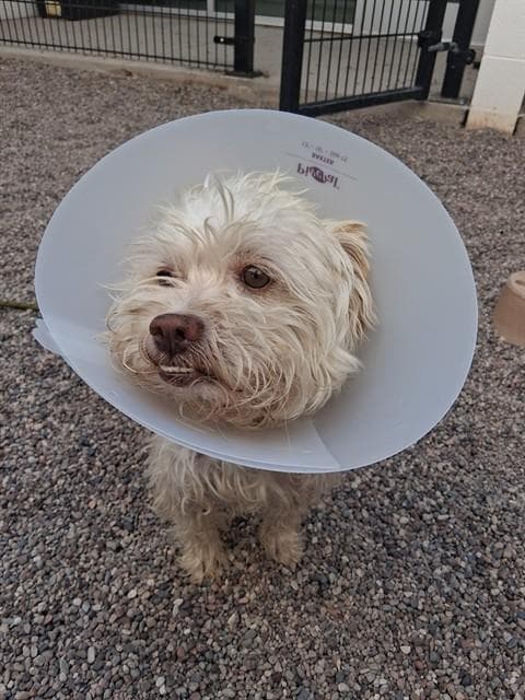 Neil - West Highland White Terrier Westie