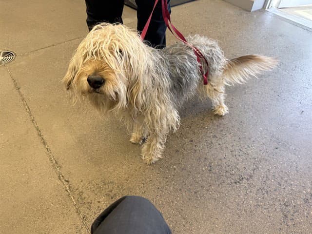 Flint - Wheaten Terrier