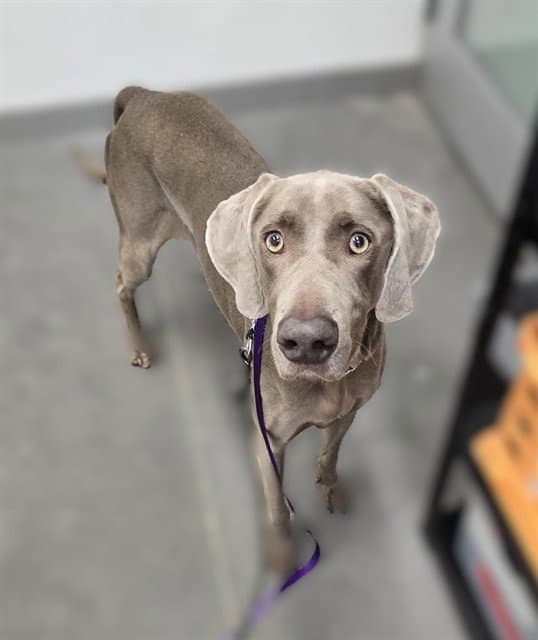 Appollo - Weimaraner