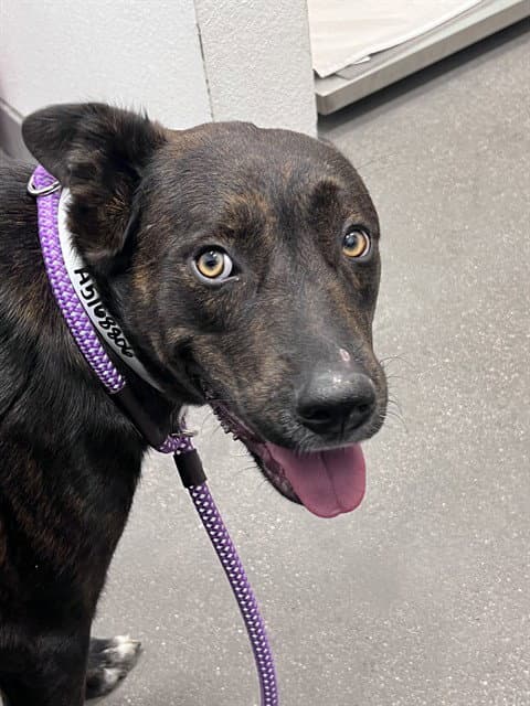 Bonita - Dutch Shepherd