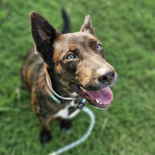 Bonita - Dutch Shepherd