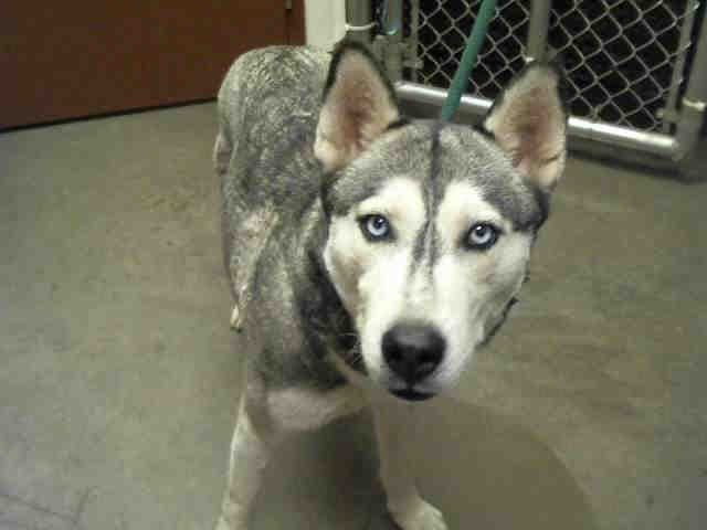 Polar Pop - Siberian Husky