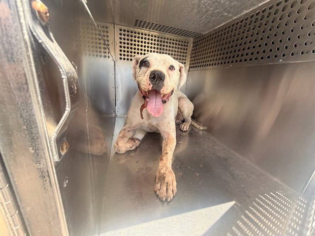 Ravioli - American Pit Bull Terrier