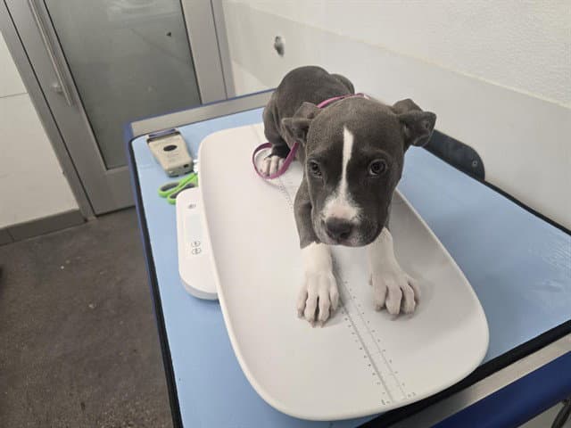 Amaris - American Pit Bull Terrier