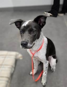 Roxy image 1