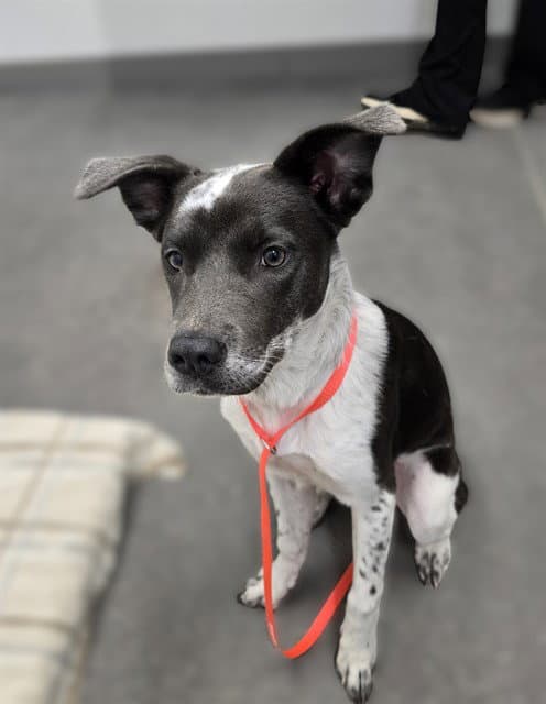 Roxy - Australian Cattle Dog/Blue Heeler