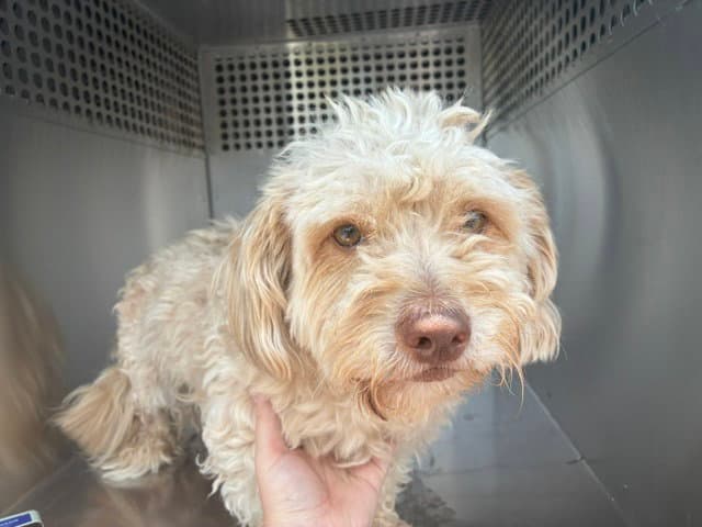 Toffee - Poodle (Miniature)