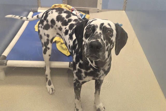 Perdi - Dalmatian