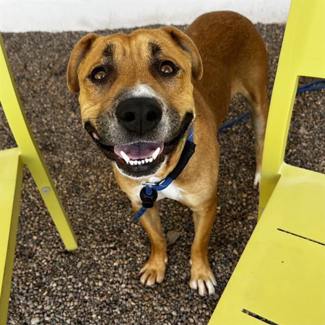 Taquito - American Pit Bull Terrier