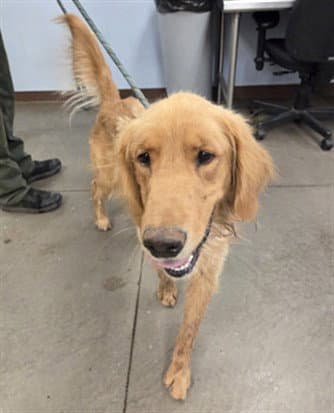 Colby - Golden Retriever