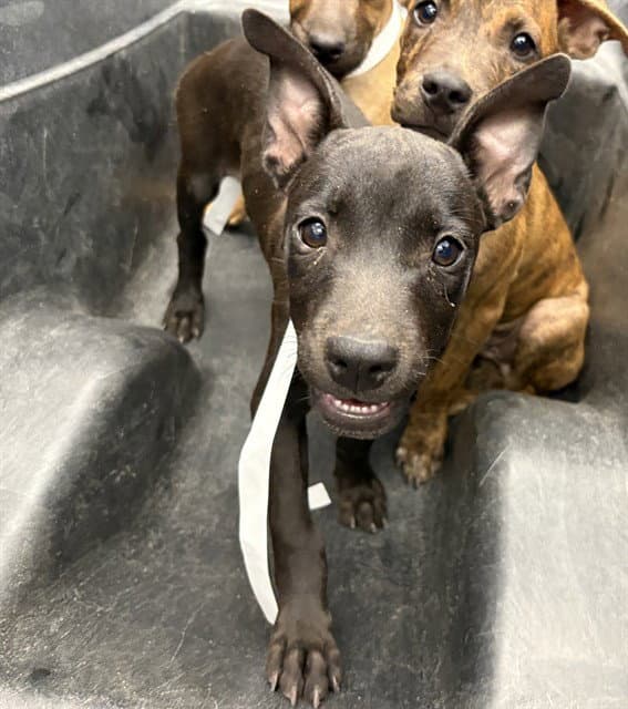 Shash - American Pit Bull Terrier