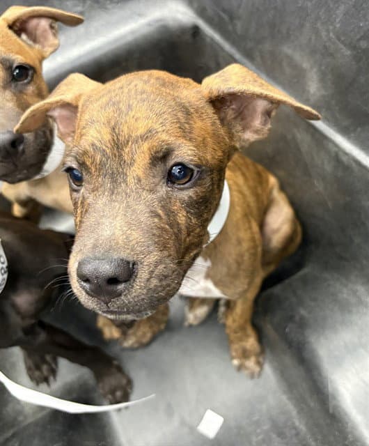 Zeus - American Pit Bull Terrier