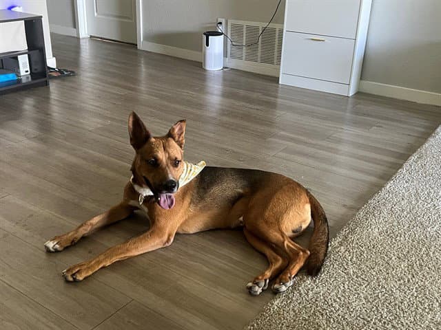 Ivan - German Shepherd Dog