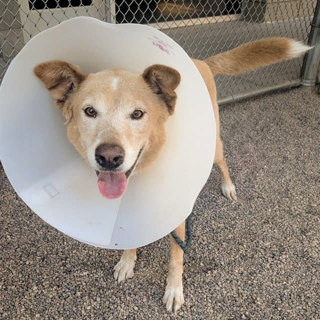 Leia - Carolina Dog