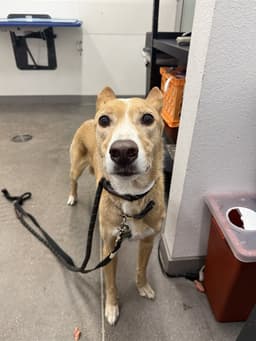 Loki image 1