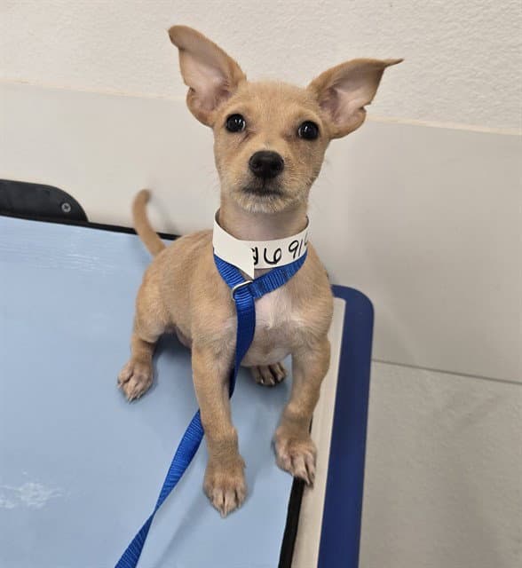 Petey - Chihuahua