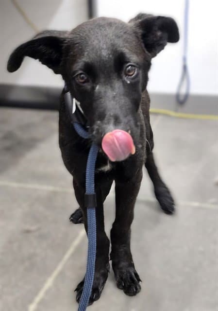 Milo - Labrador Retriever
