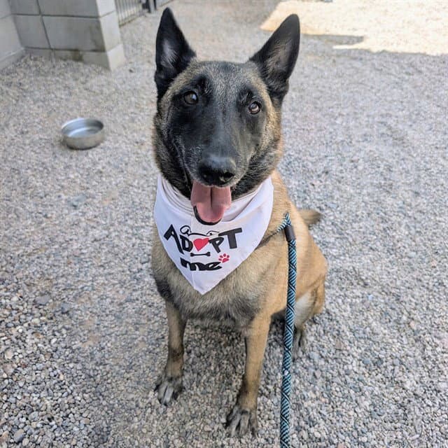 Buddy - Belgian Shepherd Malinois
