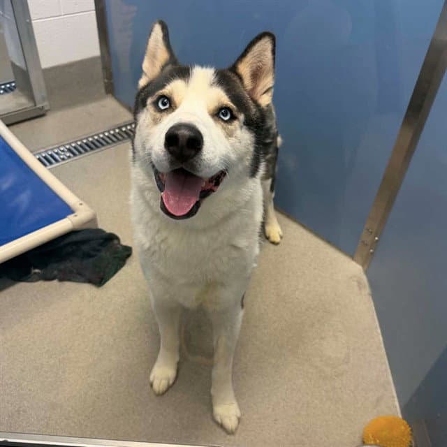 Finley - Siberian Husky