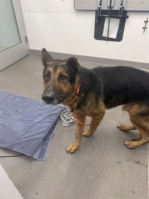 Maxwell - German Shepherd Dog