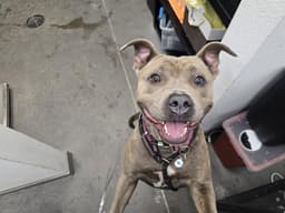 Goldie image 1