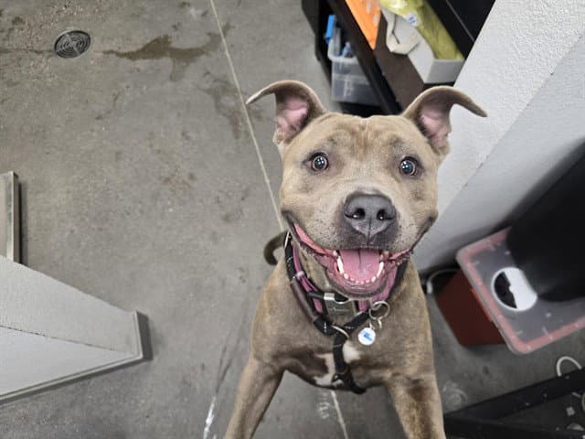 Goldie - American Pit Bull Terrier