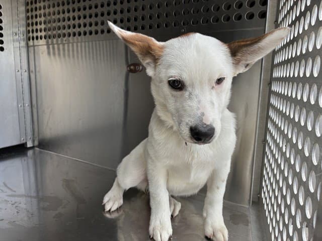 Luna - Australian Cattle Dog/Blue Heeler