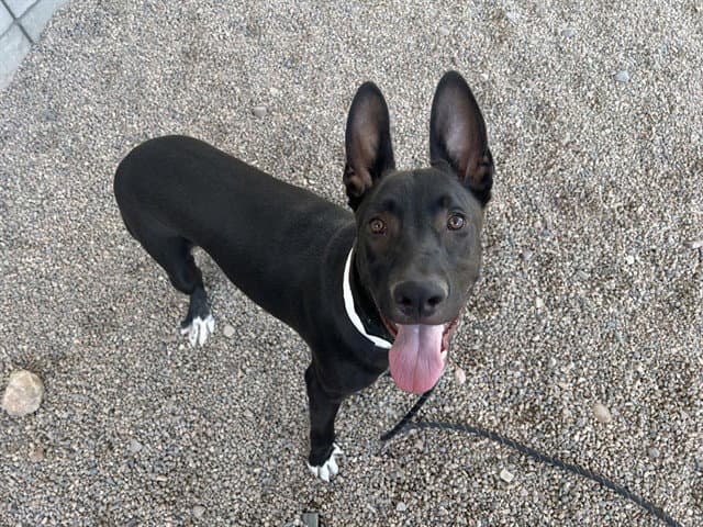 Pharaoh - American Pit Bull Terrier