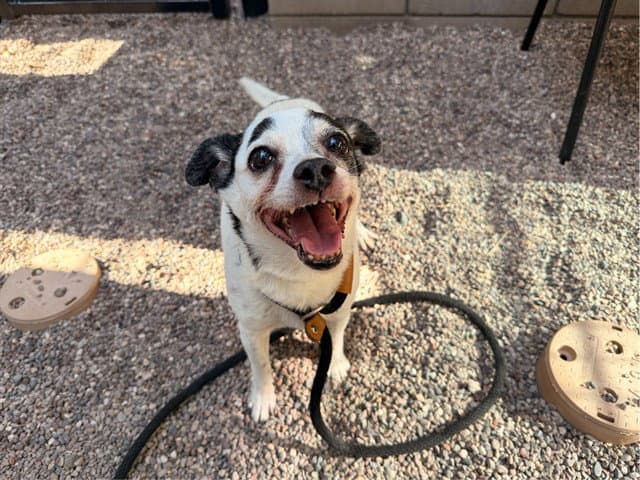 Mochi - Chihuahua