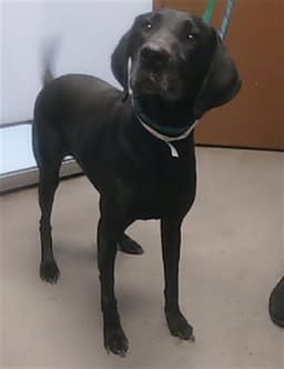 Charlie image 1