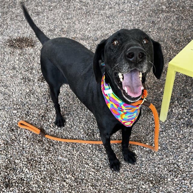 Charlie - Labrador Retriever